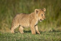Filhote de leão bonito na natureza selvagem — Fotografia de Stock