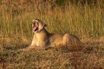 Lioness lying and yawning in grass facing left — Stock Photo
