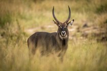 Männlicher defassa-wasserbock (kobus ellipsiprymnus) im gras vor der kamera, serengeti nationalpark; tansania — Stockfoto