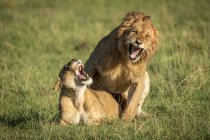 Männliche und weibliche Löwen brüllen während der Paarung, Serengeti-Nationalpark; Tansania — Stockfoto