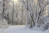 Verschneite Bäume entlang des Flusses kam im Winter; Donner-Bucht, Ontario, Kanada — Stockfoto