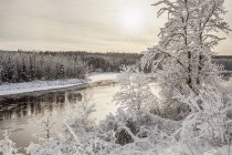 Árboles cubiertos de nieve a lo largo del río Kam en invierno; Thunder Bay, Ontario, Canadá - foto de stock