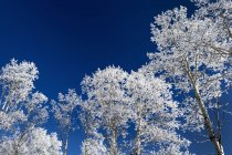 Замороженные деревья в Брэгг-Крик, Альберта, Канада — стоковое фото