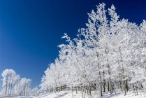 Frosted trees against a deep blue sky with wooden fence; Bragg Creek, Alberta, Canada — Stock Photo
