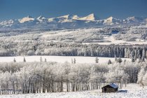 Small log cabin amongst frosted-covered trees, snow-covered rolling hills with snow-covered mountains and blue sky in the background, North of Turner Valley, Alberta, Canada — Stock Photo