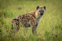 Gefleckte Hyäne (Crocuta crocuta) steht im Gras und beobachtet die Kamera, Serengeti Nationalpark; Tansania — Stockfoto