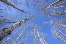 Vue de la cime des arbres sans feuilles et du ciel bleu ; Thunder Bay, Ontario, Canada — Photo de stock