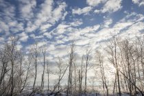 Arbres sans feuilles couverts de neige en hiver ; Thunder Bay, Ontario, Canada — Photo de stock