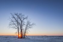Snow-covered leafless trees in winter; Thunder Bay, Ontario, Canada — Stock Photo