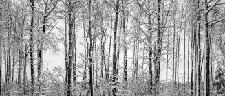 Snow-covered leafless trees in winter; Thunder Bay, Ontario, Canada — Stock Photo