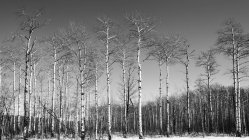 Schneebedeckte blattlose Bäume im Winter; Donner Bay, Ontario, Kanada — Stockfoto