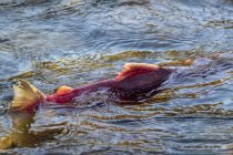 Sockeye salmón correr en el río Shuswap, Columbia Británica, Canadá - foto de stock