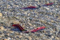 Il salmone Sockeye scorre nel fiume Shuswap, Columbia Britannica, Canada — Foto stock