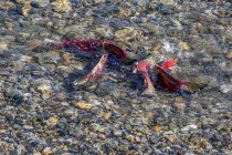 Лосось по реке Шусуап, Британская Колумбия, Канада — стоковое фото