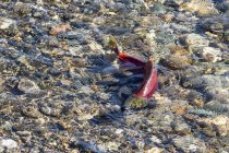 Sockeye lachs run im shuswap river, britisch columbia, kanada — Stockfoto