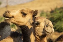 Primer plano de dos camellos en el mercado ganadero del lunes; Keren, Región de Anseba, Eritrea - foto de stock