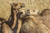 Gros plan sur les chameaux au marché aux animaux du lundi ; Keren, région d'Anseba, Érythrée — Photo de stock