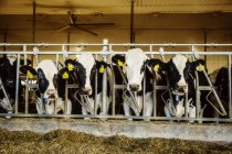 Holstein-Milchkühe mit Kennzeichnungsschildern an den Ohren, die in einer Reihe am Geländer einer Futterstation auf einem Milchroboterbetrieb nördlich von Edmonton stehen; alberta, Kanada — Stockfoto