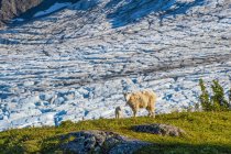 Veduta panoramica delle capre di montagna nel Kenai Fjords National Park, Alaska, Stati Uniti d'America — Foto stock