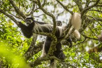 Monos de Colobo en blanco y negro (Colobus guereza) relajándose en ramas de árboles en Ngare Sero Mountain Lodge, cerca de Arusha; Tanzania - foto de stock