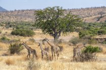 Blick auf Masai-Giraffen in wildem Naturschutzgebiet — Stockfoto