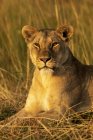 Majestosa leoa ou panthera leo na vida selvagem deitado na grama — Fotografia de Stock