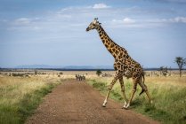 Живописный вид на жирафа масаи в заповеднике, пересекающем дорогу — стоковое фото