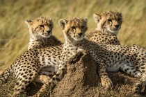 Vue rapprochée des guépards majestueux dans la nature sauvage — Photo de stock