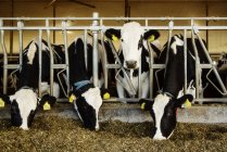 Holstein-Milchkühe mit Kennzeichnungsschildern an den Ohren, die in einer Reihe am Geländer einer Futterstation auf einem Milchroboterbetrieb nördlich von Edmonton stehen; alberta, Kanada — Stockfoto