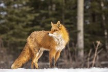 Красива Червона лисиця з величним хутром в зимовому снігу в лісі — стокове фото