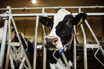 Holstein-milchkuh blickt in die kamera, während sie in einer reihe entlang der schiene einer fütterungsstation auf einer robotermilchfarm nördlich von edmonton steht; alberta, kanada — Stockfoto