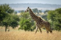 Мальовничим видом на Масаї жирафа в дикій природі заповідника — стокове фото