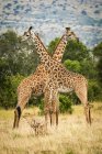 Vista panorámica de jirafas masai cruzando cuellos en reserva natural salvaje - foto de stock