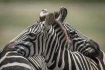 Nahaufnahme von Flachland-Zebras, die sich bei Wildtieren auf einem anderen ausruhen — Stockfoto