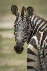 Close-up de zebra Planícies virando em direção à câmera na vida selvagem — Fotografia de Stock