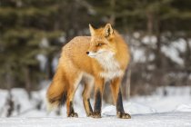 Bella volpe rossa con pelo maestoso in neve invernale a foresta — Foto stock
