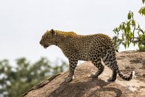 Scenic view of majestic leopard in wild nature on rock — Stock Photo