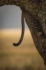 Scenic view of majestic leopard in wild nature climbing tree, blurred background — Stock Photo