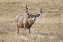 Mule deer buck or Odocoileus hemionus standing in a grass field, Denver, Colorado, United States of America — Stock Photo
