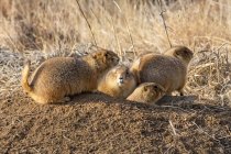 Prairie dogs in burrow; Denver, Colorado, United States of America — Stock Photo
