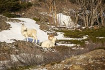 Dall moutons béliers avec brebis à la nature sauvage, Denali National Park and Preserve, Alaska, États-Unis d'Amérique — Photo de stock