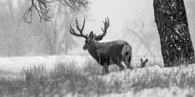 Black and white image of a Mule deer (Odocoileus hemionus) buck and doe during a snowfall; Denver, Colorado, United States of America — Stock Photo