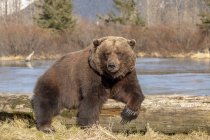 Orso bruno femmina o Ursus arctos che riposa e dorme su un tronco di legno alla deriva presso l'Alaska Wildlife Conservation Center con uno stagno sullo sfondo, Alaska centro-meridionale, Portage, Stati Uniti d'America — Foto stock