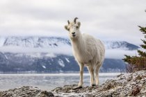 Озил и величественная овчарка в дикой природе в зимнее время, Чугачские горы, Аляска, Соединенные Штаты Америки — стоковое фото
