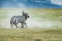Две зебры сражаются в поле на дикой природе — стоковое фото