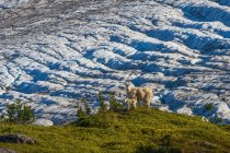 Vista panorâmica de cabras de montanha no Kenai Fjords National Park, Alaska, Estados Unidos da América — Fotografia de Stock