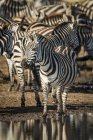 Plains zebra eyeing camera by puddle at wild life — Stock Photo