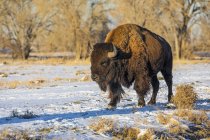 Bison (Bison Bison) in a snow-covered field; Denver, Colorado, United States of America — стоковое фото