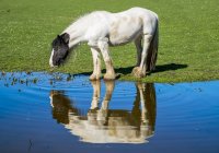 Horse standing on grass at water edge and drinking with reflection made in the water; South Shields, Tyne and Wear, England — Stock Photo