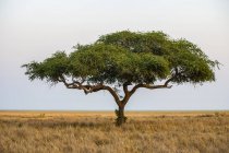 Одинокое дерево акация на краю равнины Катави в Национальном парке Катави, Танзания — стоковое фото